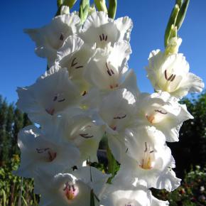 Gladiole Occilla®