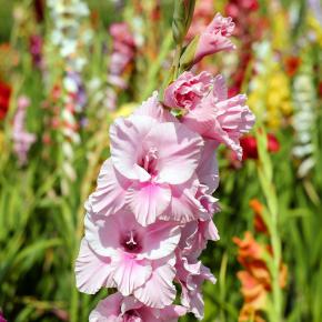 Gladiolen-Mischung