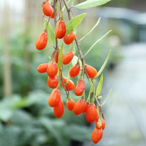 Goji-Beere L 22 großfruchtig