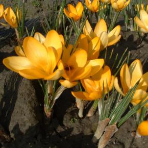 Großblütiger Krokus Golden Yellow