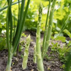 Grünspargel Huchels Schneewittchen
