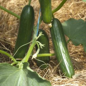 Snack-Gurke Kalomira