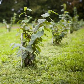 Burgunder Trüffelbäumchen Haselnuss