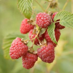 Himbeere<br>Aroma Queen