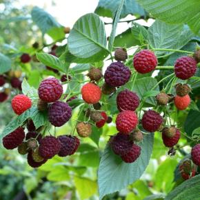 Himbeere Autumn Passion