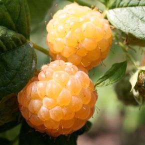 Himbeere Sugana Twotimer Gelb