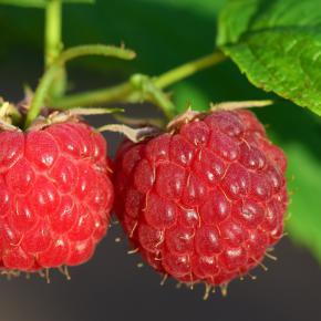 Himbeere Schönemann