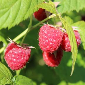 Himbeere Willamette