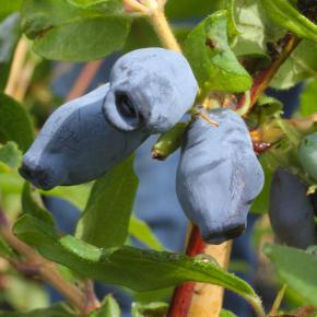 Sibirische Blaubeere (Honigbeere) Fialka