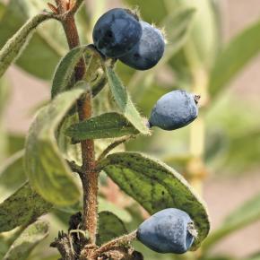 Sibirische Blaubeere (Honigbeere)