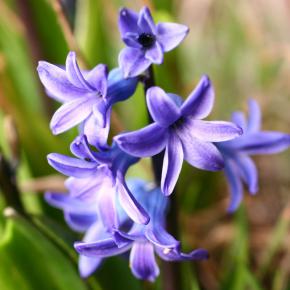 Gartenhyazinthe Blue Pearl