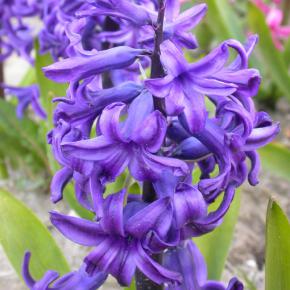 Gartenhyazinthe Delft Blue