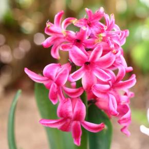 Gartenhyazinthe Pink Pearl, Pflanze