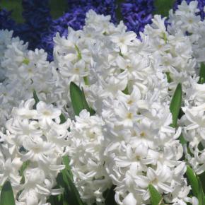 Gartenhyazinthe White Pearl