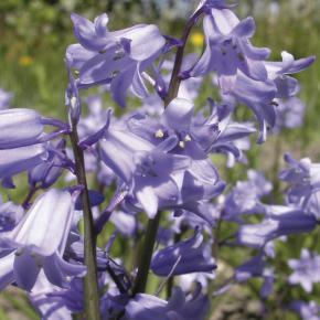 Europäische Waldhyazinthe blau