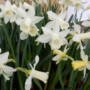 Jonquilla-Narzisse Sailboat, Pflanze