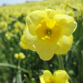 Jonquilla-Narzisse Sundisc, Pflanze