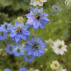 Jungfer im Grün Pflanze