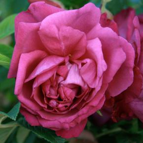 Strauchrose Junimond