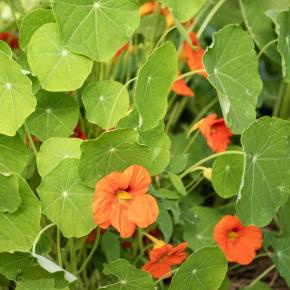 Kapuzinerkresse Pflanze