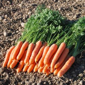 Bio-Saatgut Möhren / Karotten