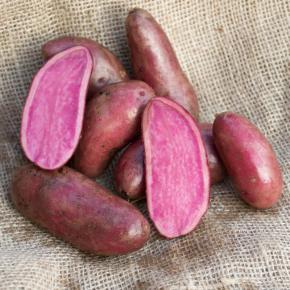 Rote Emmalie Pflanzkartoffeln, bio