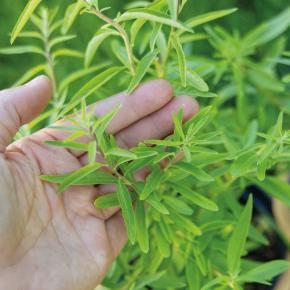 Kaugummistrauch Pflanze