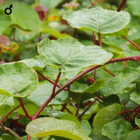 Mini-Kiwi Prince Jumbo (Actinidia arguta) männlich