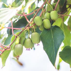 Kiwi (Mini-Kiwi) Super Issai, selbstfruchtbar