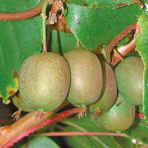 Mini-Kiwi Weiki
