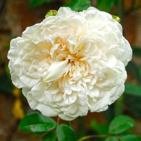 Kletterrose Sombreuil