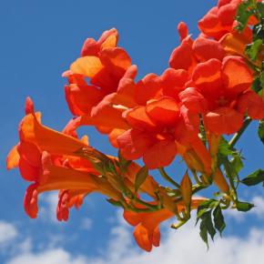 Klettertrompete Mme Galen