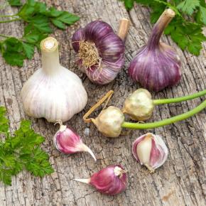 Knoblauch Ljubascha