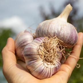 Knoblauch Precosem