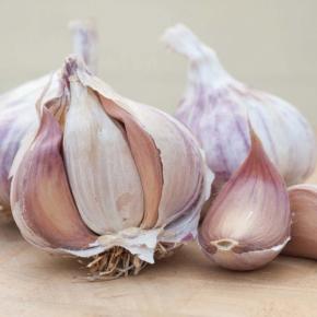 Knoblauch Germidour Herbstpflanzung