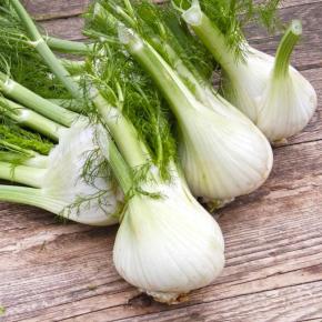 Knollenfenchel Sampo