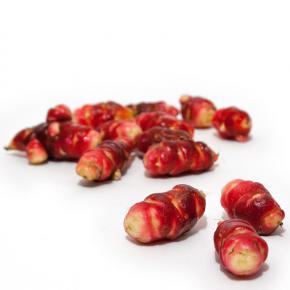 Knolliger Sauerklee Oca rote Knollen