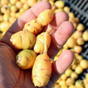 Knolliger Sauerklee Oca gelbe Knollen