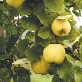 Konstantinopeler Apfelquitte