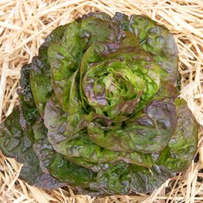 Winterkopfsalat Baquieu