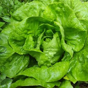Kopfsalat Summertime