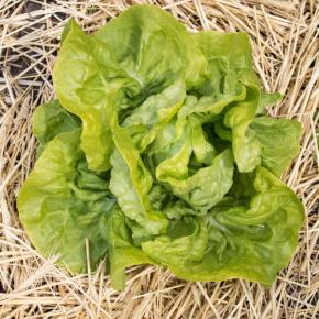 Winterkopfsalat Valdor Pflanze