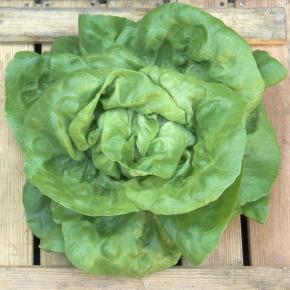 Kopfsalat Briweri