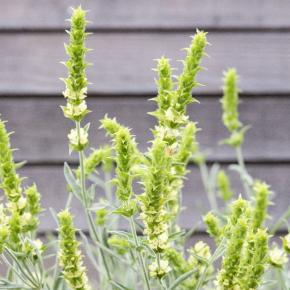 Kretischer Bergtee Pflanze