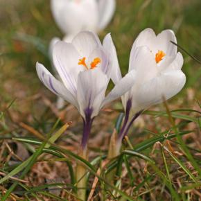 Großblütiger Krokus Jeanne d'Arc