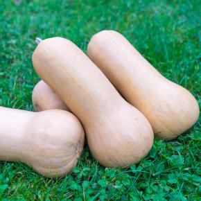 Kürbis Nutterbutter