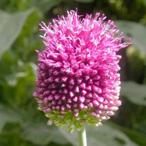 Kugelköpfiger Lauch