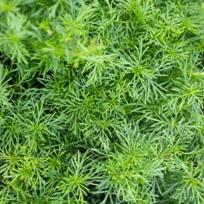 Lakritz-Tagetes Pflanze