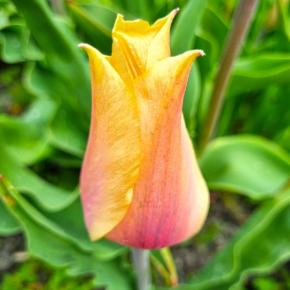 Einfache späte Tulpe Blushing Lady