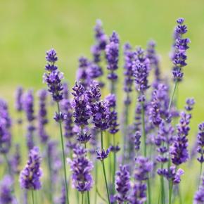 echter Lavendel Pflanze